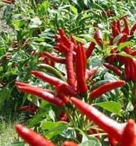 �㻨С����