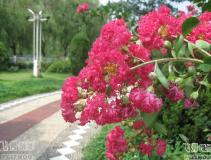 ����ɽ��