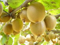 �л�⨺���