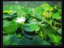 ��ׯ����