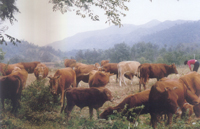 �й�������ֻ�ţ֮һ����������ţ