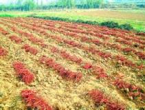 ���ǵ���