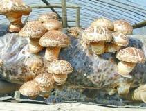 ��Ͽկ���㹽