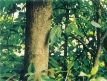 ��ƽ����