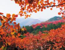 ͩ�ػƸڣ���ɽ��Ҷ���续