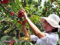 ��ׯ��Ķӣ��԰