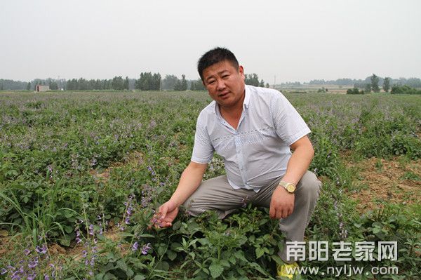 黄会投资的药材种植项目