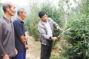 张德仓在指导花农修剪花木。
