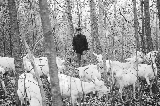 尽管是严冬,大片的杨树林仍是李勇帅牧羊的好地方。