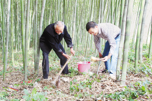 张培新(图左)在竹林里观察竹笋长势