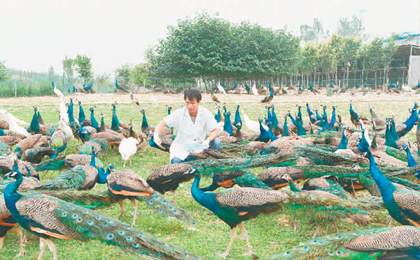 上集镇竹园移民新村孔雀养殖基地